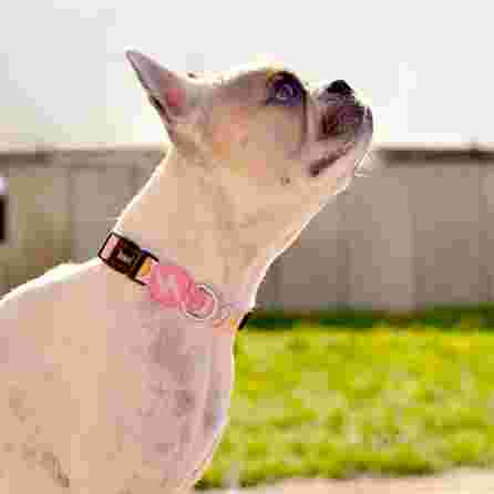 DASHI Donut M kakla siksna, 1 gab.