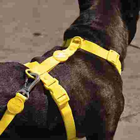 DASHI Colorflex Yellow  M iemaukti, 1 gab.