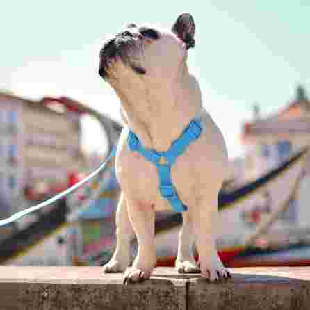 DASHI Colorflex Blue  L iemaukti, 1 gab.