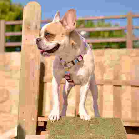 DASHI Donut  S iemaukti, 1 gab.