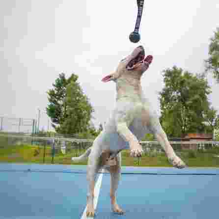 DASHI Black Rubber Ball rotaļlieta, 1 gab.