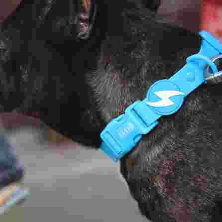 DASHI Colorflex Blue S kakla siksna, 1 gab.