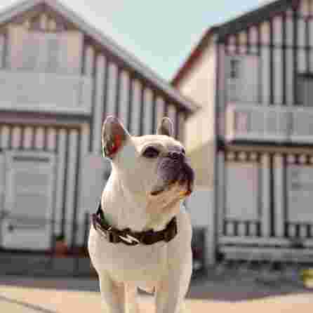 DASHI Colorflex Black XS kakla siksna, 1 gab.