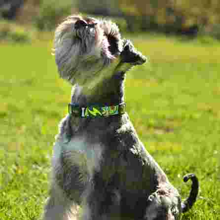 DASHI Avocado, S kakla siksna, 1 gab.