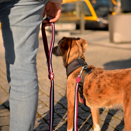 DASHI Stripes3 Purple&Black S pavada, 1 gab.