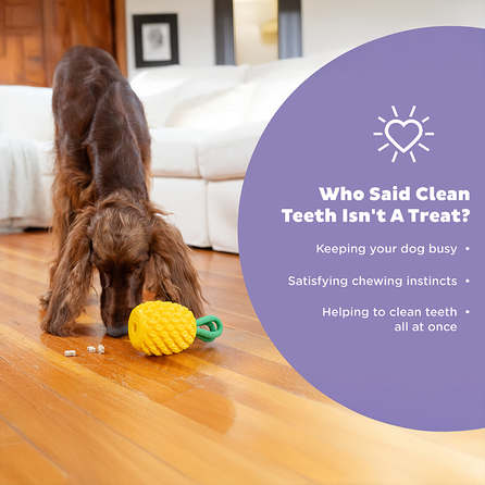 OUTWARD HOUND Dental Pineapple, Dzeltena rotaļlieta, 1 gab.