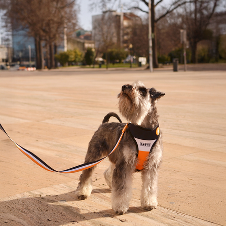 DASHI Stripes3 Orange&Black XS pavada, 1 gab.