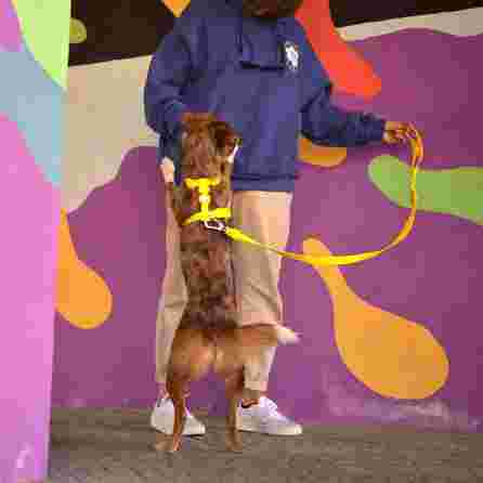 DASHI Colorflex Yellow  XS iemaukti, 1 gab.