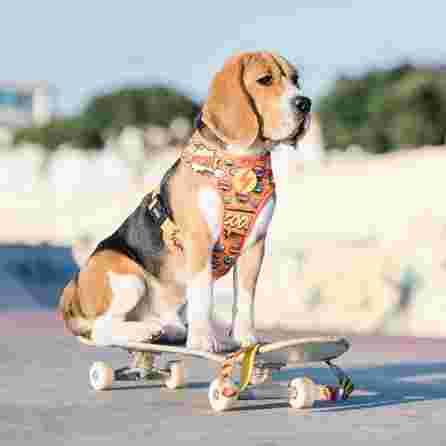 DASHI Boom Neo Mesh  M iemaukti, 1 gab.