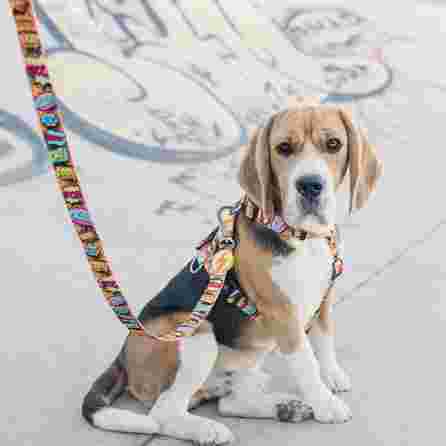 DASHI Boom L pavada, 1 gab.