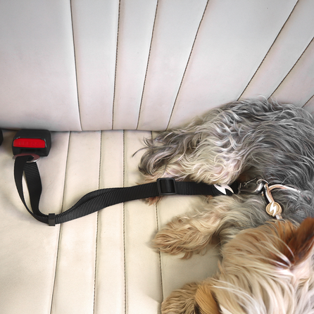 DASHI Drošībai Auto Suņu siksna, 1 gab.