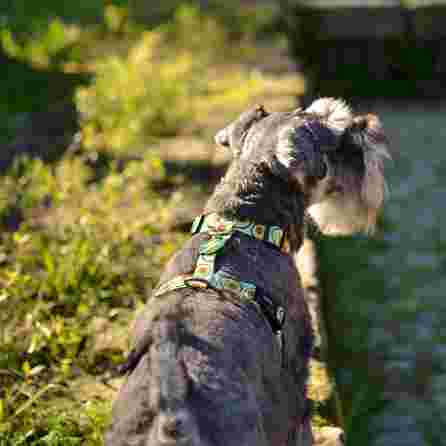 DASHI Avocado , Xs iemaukti, 1 gab.