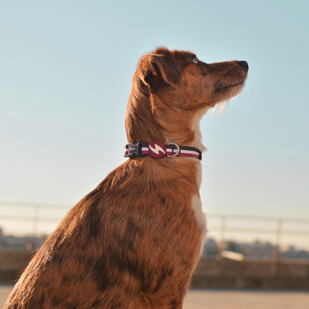 DASHI Stripes3 Purple&Black S kakla siksna, 1 gab.