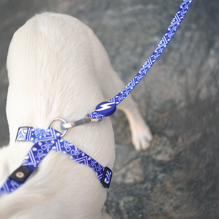 DASHI Zillij XS pavada, 1 gab.