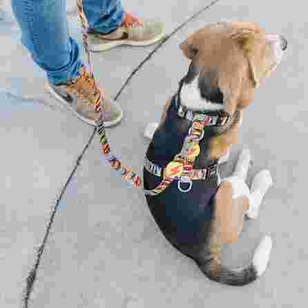 DASHI Boom Xs pavada, 1 gab.