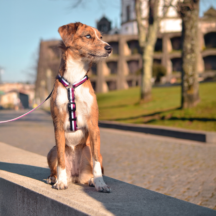 DASHI Stripes3 Purple&Black L iemaukti, 1 gab.