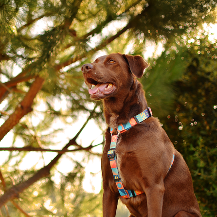 DASHI Terracotta S iemaukti, 1 gab.