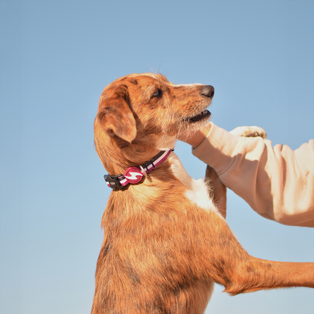 DASHI Stripes3 Purple&Black M kakla siksna, 1 gab.