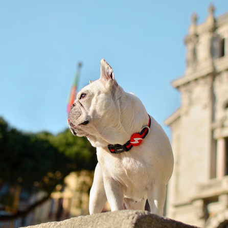 DASHI Stripes3 Red&Black M kakla siksna, 1 gab.