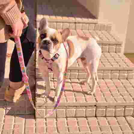 DASHI Donut L pavada, 1 gab.