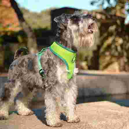 DASHI Avocado Neomesh , L iemaukti, 1 gab.