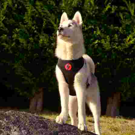 DASHI Slide Neo Mesh  S iemaukti, 1 gab.