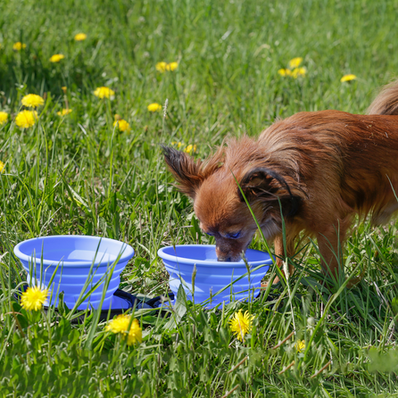 KIWI WALKER ceļojumu Double Bowl, zila bļoda, 1 gab.
