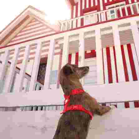 DASHI Colorflex Red  L iemaukti, 1 gab.