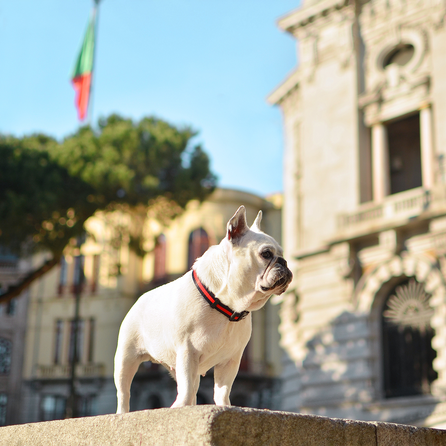 DASHI Stripes3 Red&Black S kakla siksna, 1 gab.