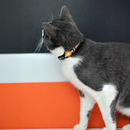 DASHI Stripes3 Orange&Black Kaķim kakla siksna, 1 gab.