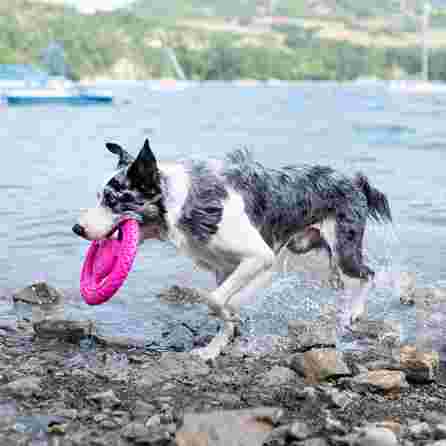KIWI WALKER TPG Frisbijs, Mini- Rozā rotaļlieta, 1 gab.