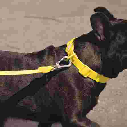 DASHI Colorflex Yellow S kakla siksna, 1 gab.