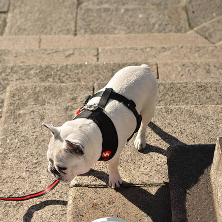 DASHI Stripes3 Red&Black Neo Mesh M iemaukti, 1 gab.