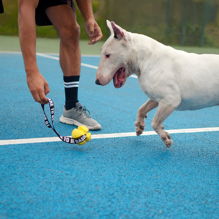 DASHI Suņiem Yellow Tpr Ball rotaļlieta, 1 gab.