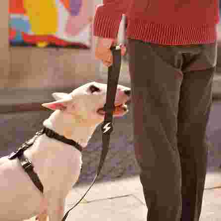 DASHI Colorflex Black XS pavada, 1 gab.