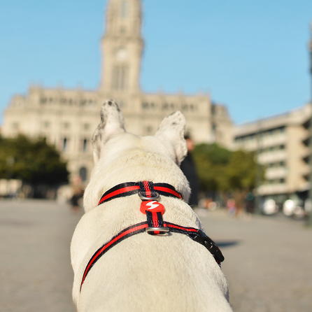 DASHI Stripes3 Red&Black  M iemaukti, 1 gab.