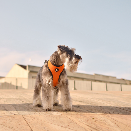 DASHI Stripes3 Orange&Black Neo Mesh  L iemaukti, 1 gab.