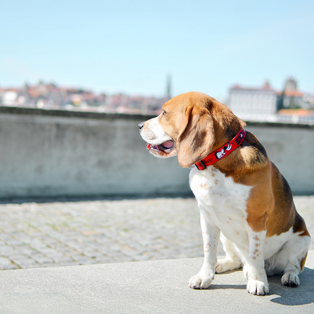 DASHI Vintage Betty XS kakla siksna, 1 gab.