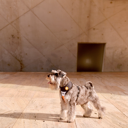 DASHI Stripes3 Orange&Black Neo Mesh  S iemaukti, 1 gab.