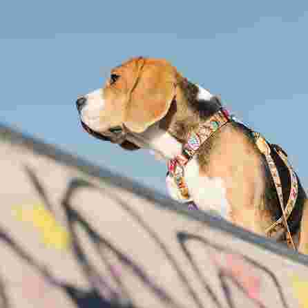 DASHI Boom  Xs iemaukti, 1 gab.