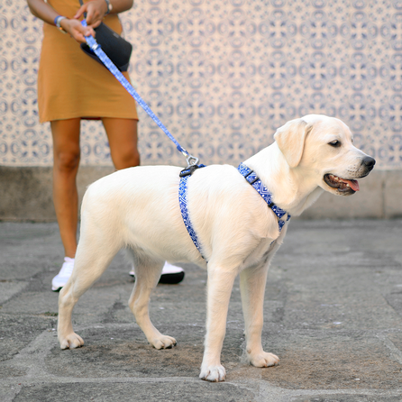 DASHI Zillij XS pavada, 1 gab.