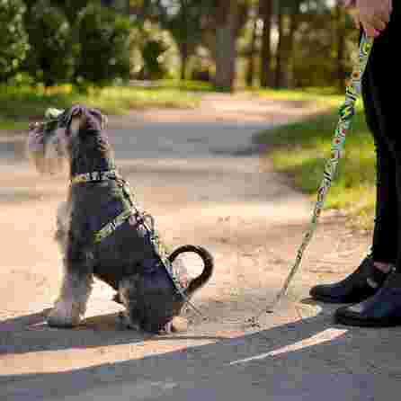 DASHI Avocado L pavada, 1 gab.