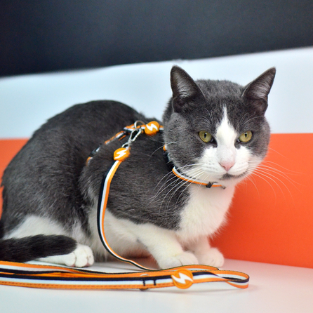 DASHI Stripes3 Orange&Black pavada, 1 gab.