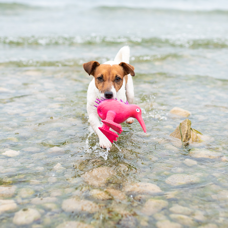 KIWI WALKER WHISTLE, S izmēra, rozā, Lateksa rotaļlieta, 1 gab.