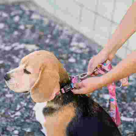 DASHI Donut L pavada, 1 gab.