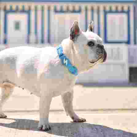 DASHI Colorflex Blue Xs kakla siksna, 1 gab.