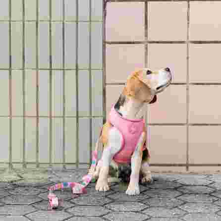 DASHI Donut Neo Mesh  XS iemaukti, 1 gab.