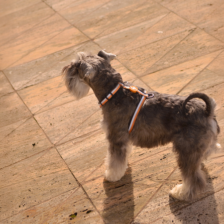 DASHI Stripes3 Orange&Black  M iemaukti, 1 gab.