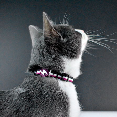 DASHI Stripes3 Purple&Black Kaķim kakla siksna, 1 gab.