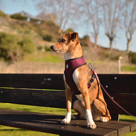 DASHI Stripes3 Purple&Black Neo Mesh  S iemaukti, 1 gab.